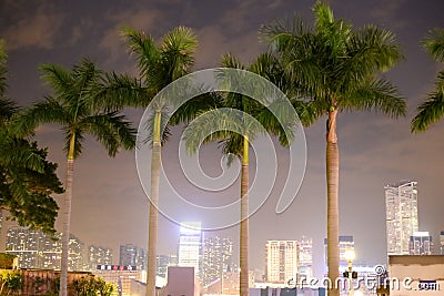 Palm trees in the city with light polution Editorial Stock Photo