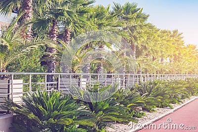 Palm trees in the city park by the beach Stock Photo