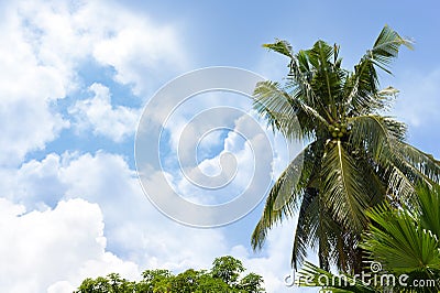 Palm trees and clouds Stock Photo