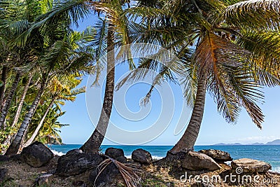 Palm trees on the coast of Basse-Terre, Trois Rivieres, Guadeloupe, Lesser Antilles, Caribbean Stock Photo
