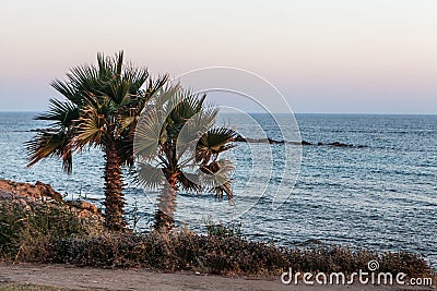 Palm trees on coean shore at sunset Stock Photo