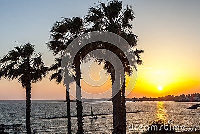 Palm trees on coean shore at sunset Stock Photo