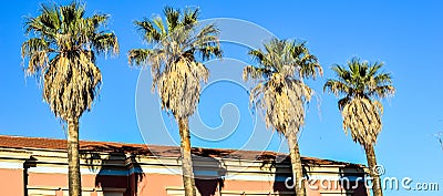 Palm trees Stock Photo