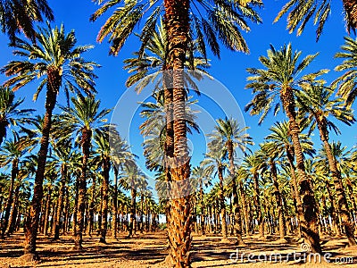 Palm Trees on a Date Farm Stock Photo