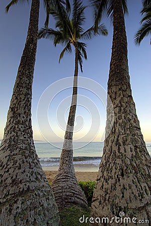 Palm trees at dawn on Ulua Beach, Maui, Hawaii Stock Photo