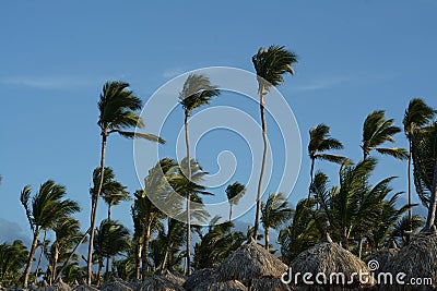 Wind blown Palm trees against a blue sky Stock Photo