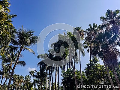 Palm trees on Emma St. in the Truman Annex at Key West, Florida. Stock Photo