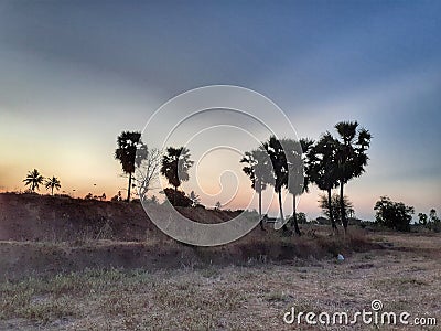 Palm trees evening show landscape nature scenery . Stock Photo