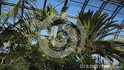 Palm trees and exotic plants on background of greenhouse windows. Exotic green plants and trees survive in greenhouses Stock Photo