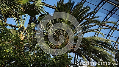 Palm trees and exotic plants on background of greenhouse windows. Exotic green plants and trees survive in greenhouses Stock Photo