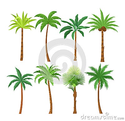 Palm trees flat vector illustrations set. Exotic beach plants isolated design elements pack. Green leaves branches and Vector Illustration