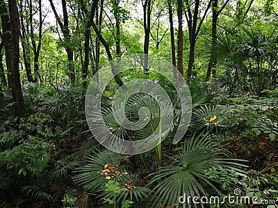 The palm trees Stock Photo