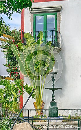 Palm trees and fountain in front of a Spanish window Stock Photo