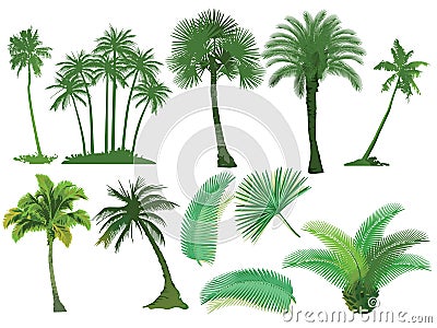 Palm trees Vector Illustration