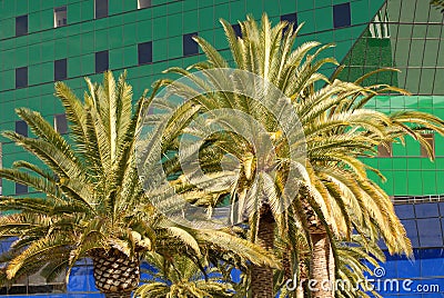 Palm trees in front of a green and blue building in Los Angeles Stock Photo