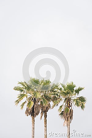 Palm trees in Galveston, Texas Stock Photo