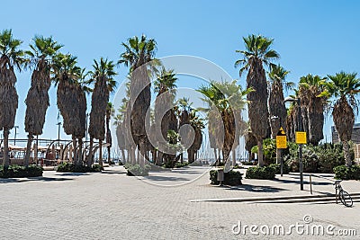 Palm trees growing at the beach of the Tel Aviv port, Israel Editorial Stock Photo