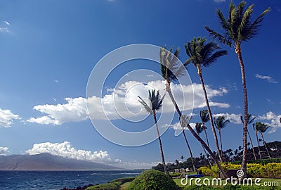 Palm trees in Hawaii Stock Photo