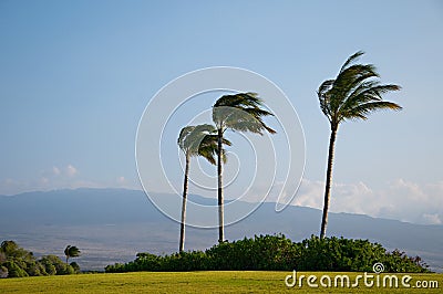 Palm Trees High Winds Stock Photo