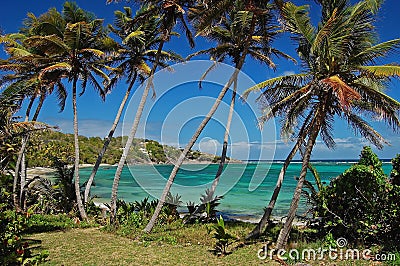 Palm trees on Industry Bay beach on Bequia Stock Photo