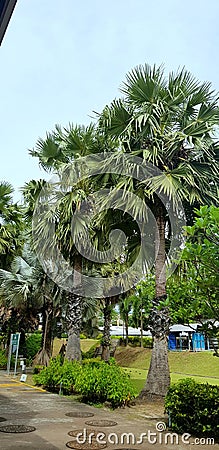 Palm trees ingarden design. Sugar palm. Garden decoraation. Stock Photo