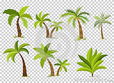 Palm trees isolated on transparent background. Beautiful vectro palma tree set vector illustration Vector Illustration