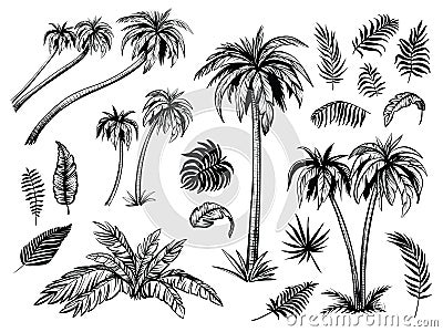 Palm trees and leaves. Black line silhouettes. Vector sketch illustration. Vector Illustration