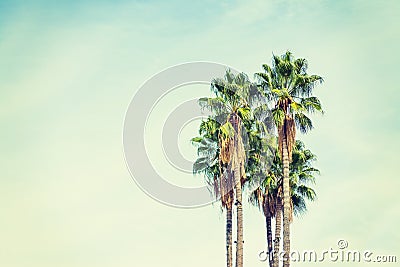 Palm trees in Los Angeles in vintage tone Stock Photo