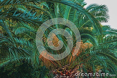 Palm trees with lush green leaves in summer, tropical seaside landscape Stock Photo