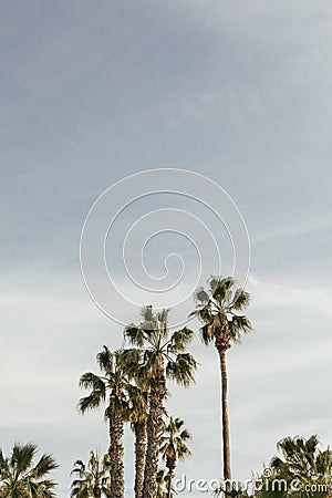 Palm trees in Malaga with blue sky Stock Photo