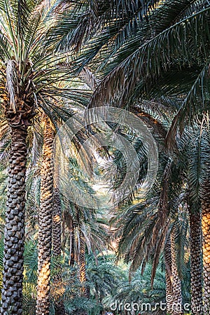 Palm trees in Nizwa, Oman Stock Photo