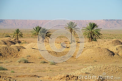 Palm trees oasis in the far Stock Photo