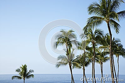 Palm trees and Ocean Stock Photo