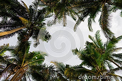 Palm trees and ocean as a background. Beach and sand background from. Stock Photo