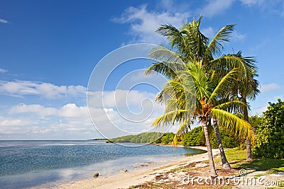Palm trees, ocean and blue sky on a tropical beach Stock Photo