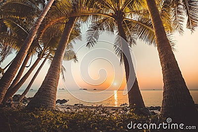 Palm trees, ocean. Sunset landscape, Bali. Stock Photo