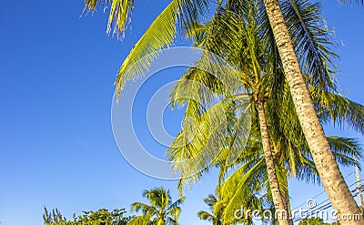 Palm trees over blue sky background on tropical beach Stock Photo