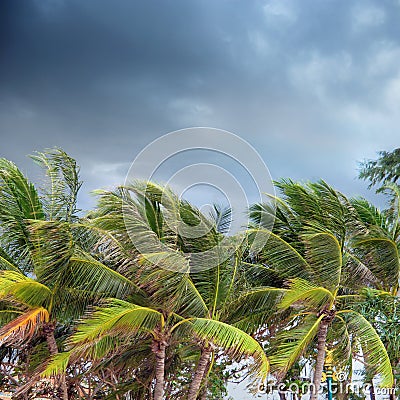 palm trees over cloudy sky in Phuket, Tha Stock Photo