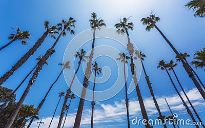 Palm trees, Pacific Coast, Zuma beach, California Stock Photo