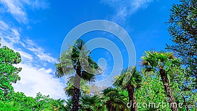 Palm trees in the park on a blue sky background Stock Photo