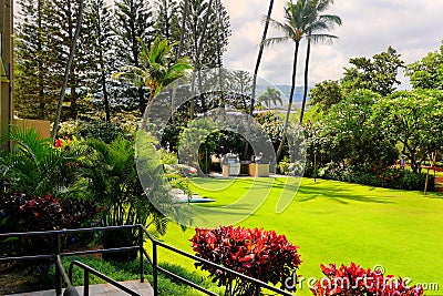 Palm trees on perfect lawn, tropical setting Stock Photo