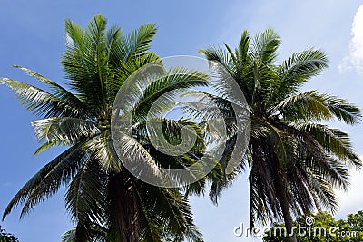 Two palm tree tops Stock Photo