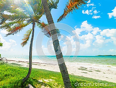 Palm trees leaning over La Perle beach in Guadeloupe Stock Photo
