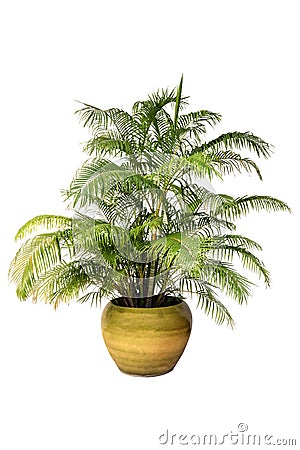 Palm trees in a pot on in A Flower Pot on pure white background for graphic. Stock Photo