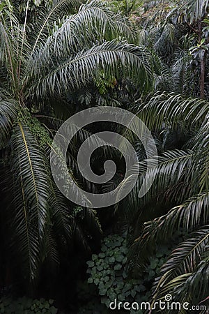 Palm Trees, Rainforest, Background, green, nature, lush green, tropical, woodland, jungle Stock Photo