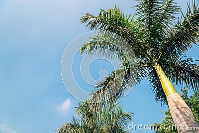 Palm trees at Rajiv Gandhi Park in Udaipur, India Stock Photo