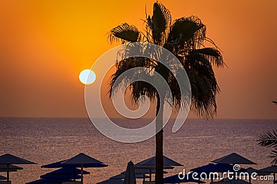 Palm trees by the Red Sea at sunrise, Egypt Stock Photo