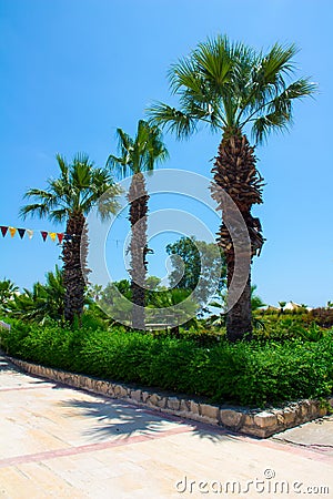 Palm trees row Stock Photo