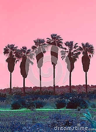 Palm trees in a row abstract surrealistic pink and green color Stock Photo