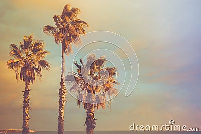 Palm Trees at Seashore Dramatic Beautiful Blue Pink Peachy Sky at Sunset. Pastel Colors Flare 60s Vintage Toning.Calm Sea Horizon Stock Photo